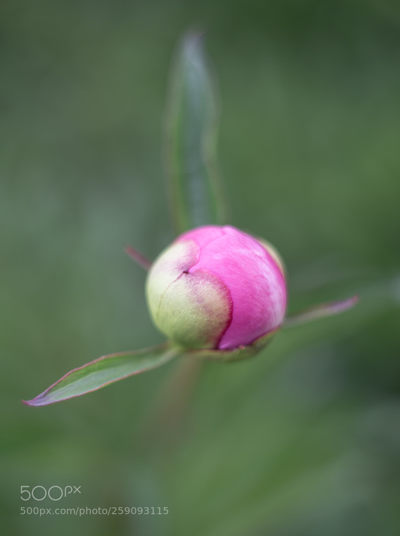 Canon EOS 6D sample photo. Untitled photography