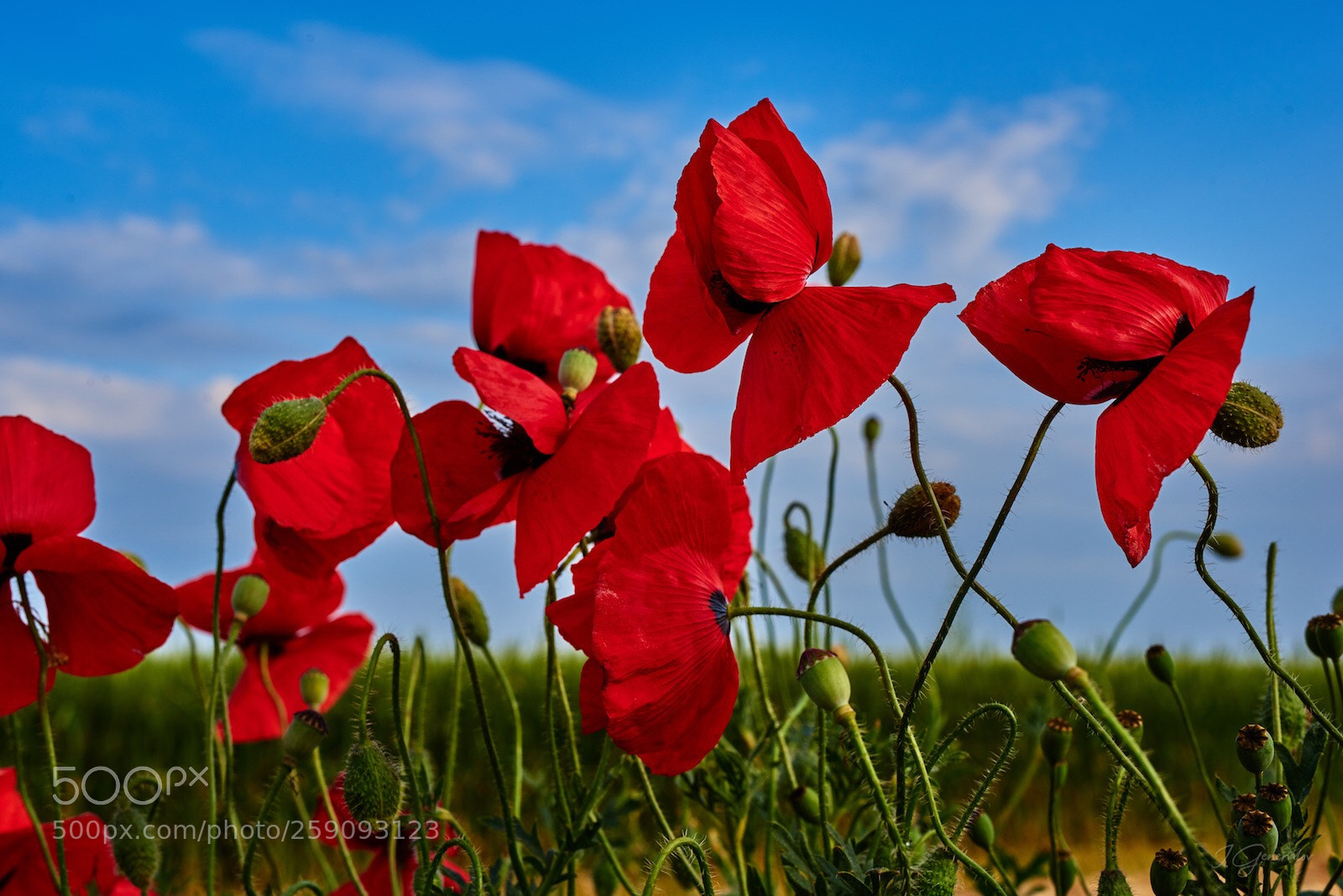 Nikon D810 sample photo. Springtime in crimea photography