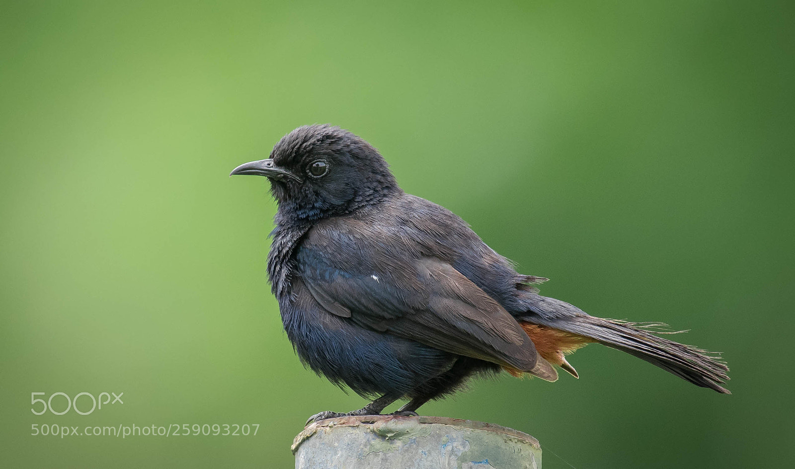 Nikon D5300 sample photo. Indian robin photography