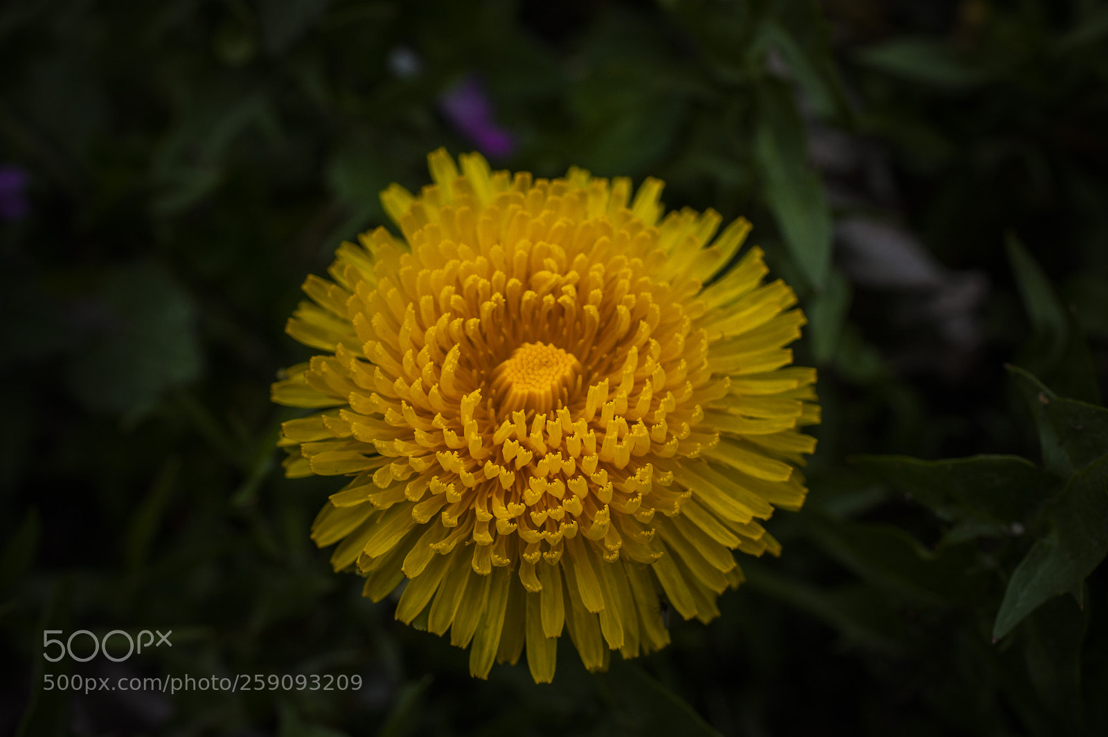 Sony Alpha DSLR-A350 sample photo. Untitled photography