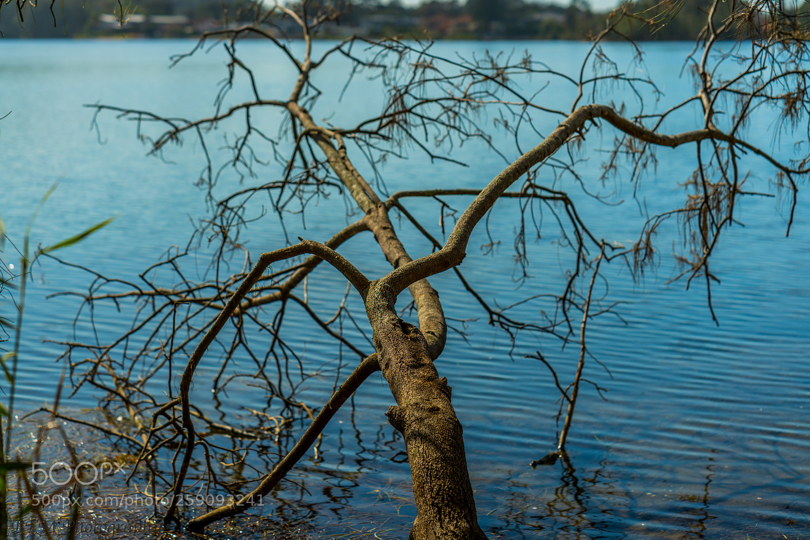 Sony a7R II sample photo. Skeleton photography
