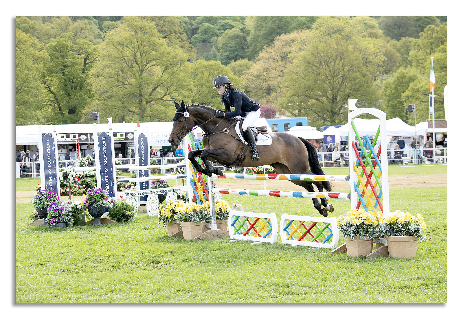 Nikon D850 sample photo. Chatsworth horse trails 2018 photography