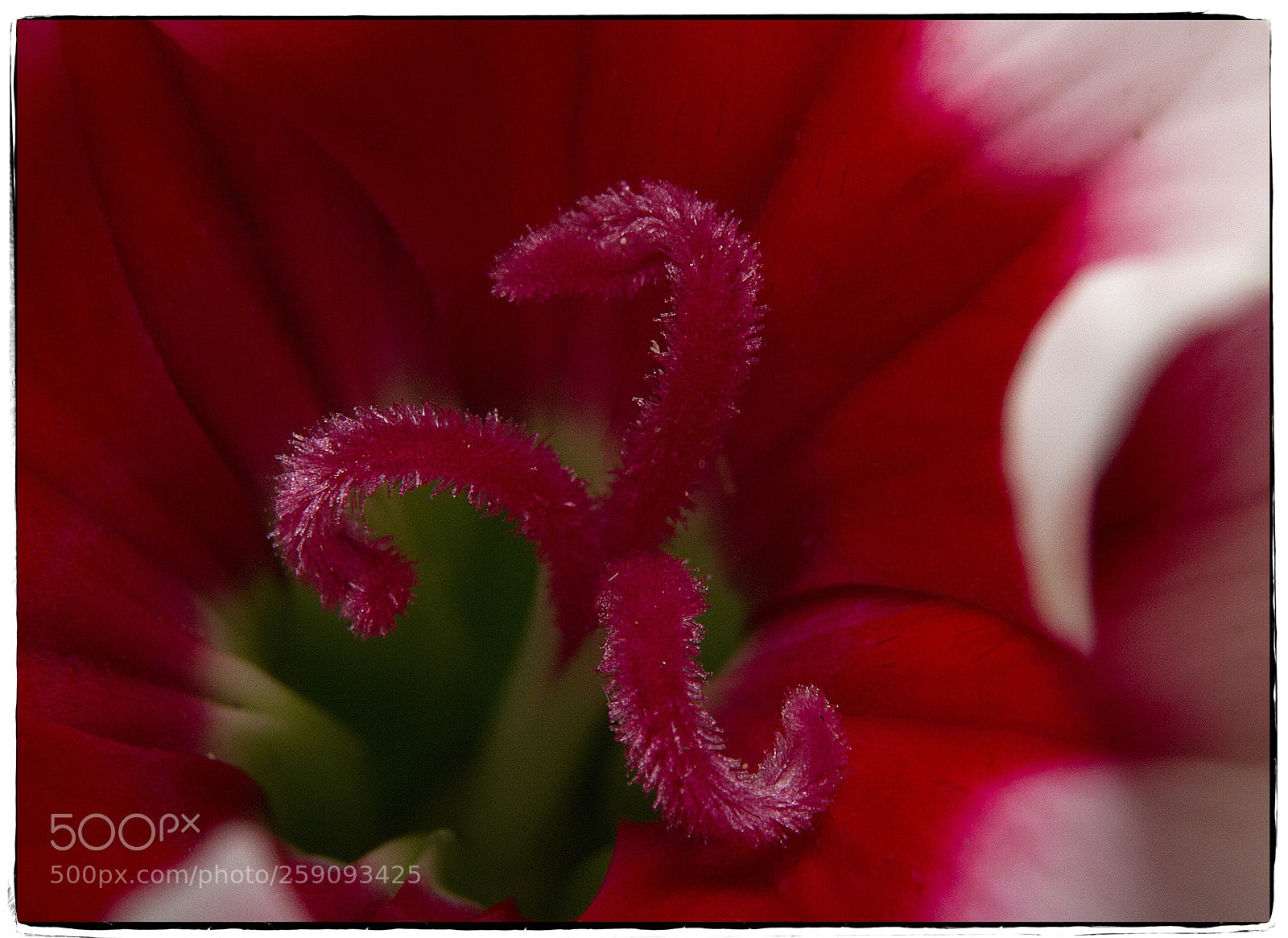 Canon EOS 7D sample photo. Dianthus peppermint flower macro 2. photography