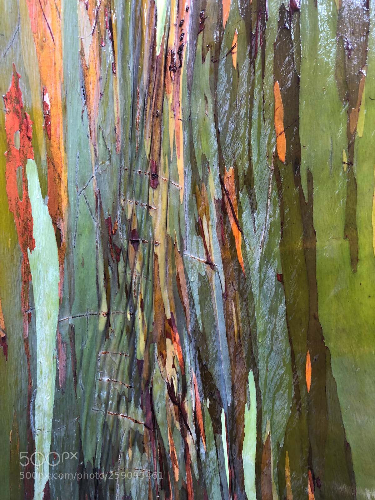Apple iPhone X sample photo. Painted trees photography