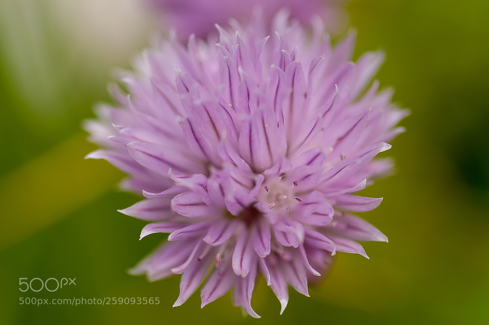 Nikon D90 sample photo. I am chive photography