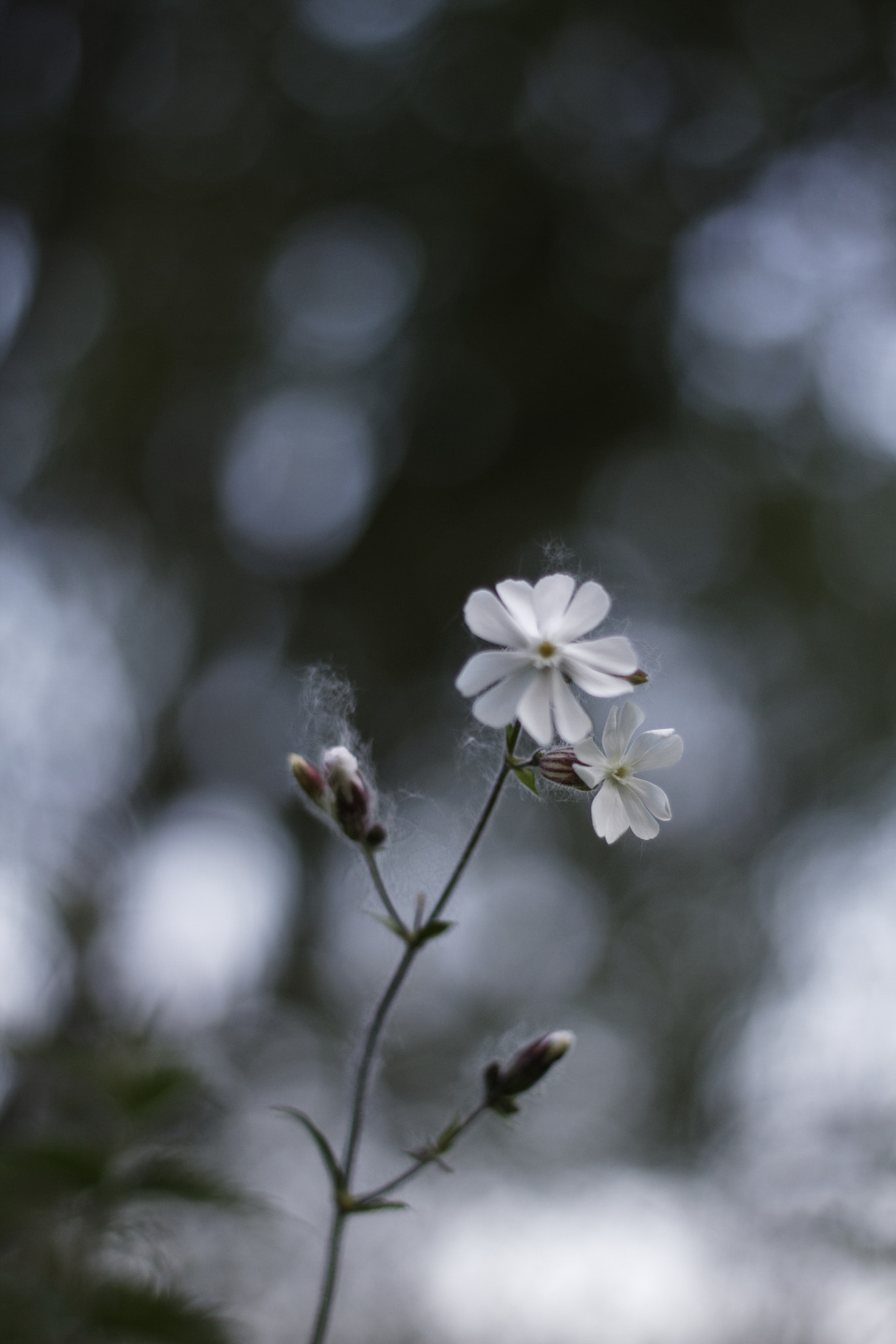 Canon EF 50mm f/1.8 sample photo. For thr bokeh 2 photography