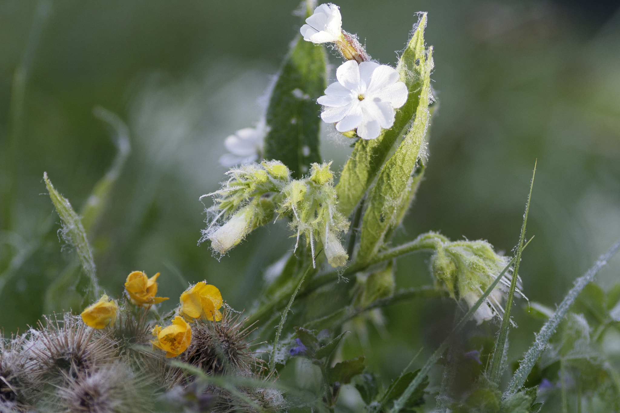 Canon EOS 7D + Canon EF 200mm f/2.8L sample photo. For the bokeh 1 photography