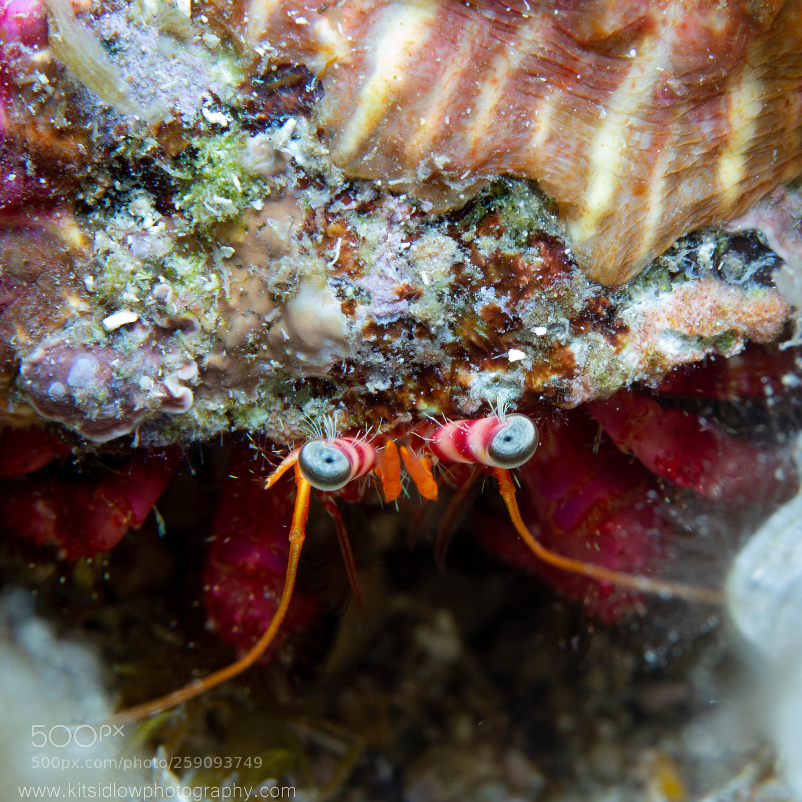 Canon EOS 100D (EOS Rebel SL1 / EOS Kiss X7) sample photo. Eye of the crab photography