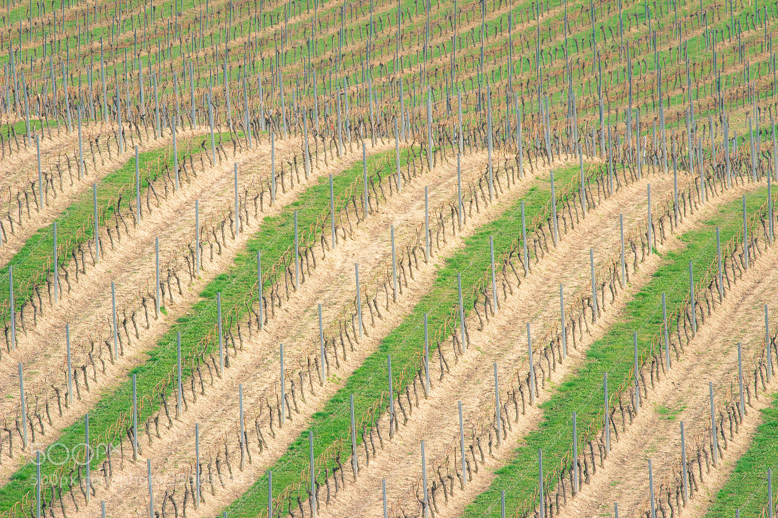 Canon EOS 600D (Rebel EOS T3i / EOS Kiss X5) sample photo. Vineyards welgesheim photography