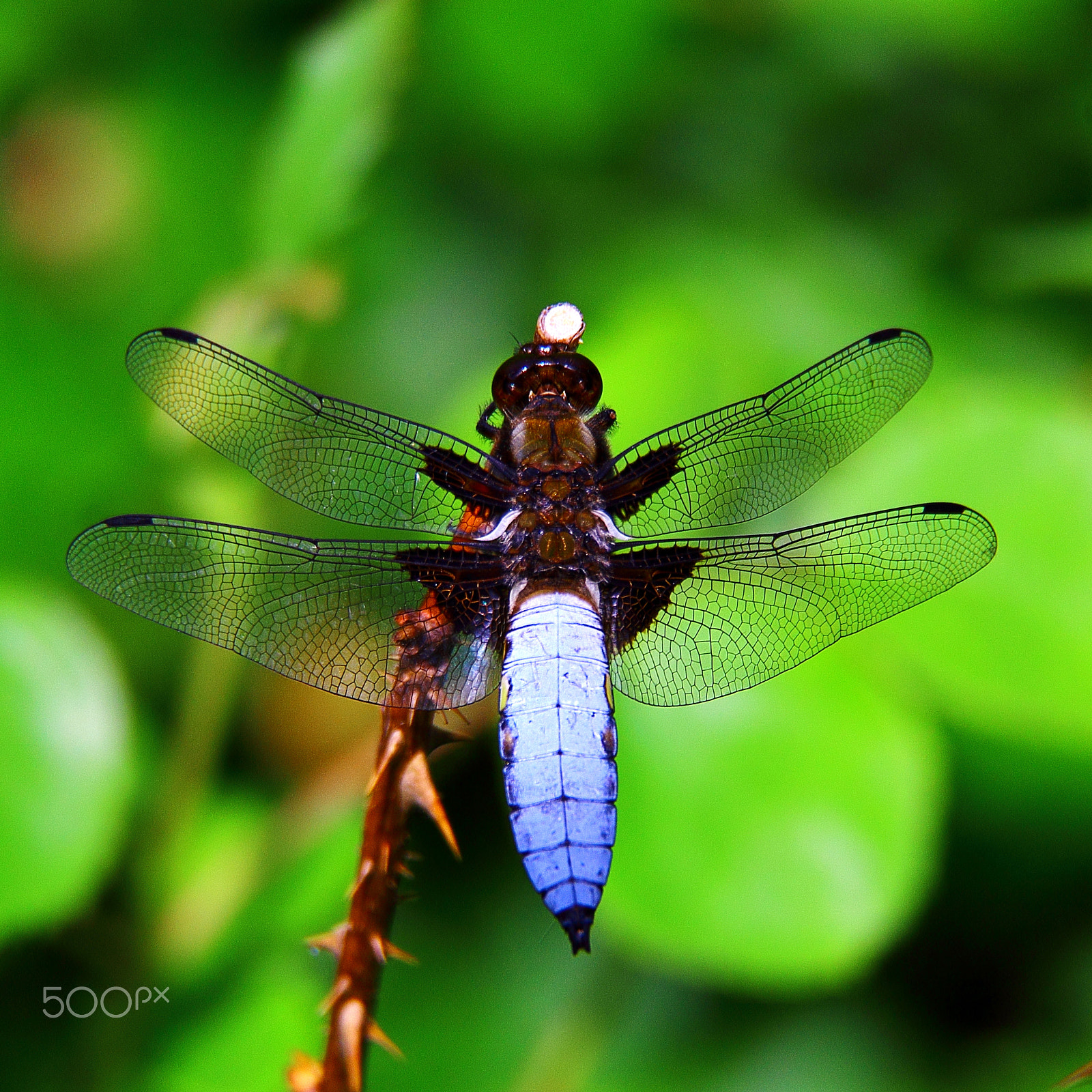 Canon EF-S 18-200mm F3.5-5.6 IS sample photo. Dragonfly -  anisoptera photography