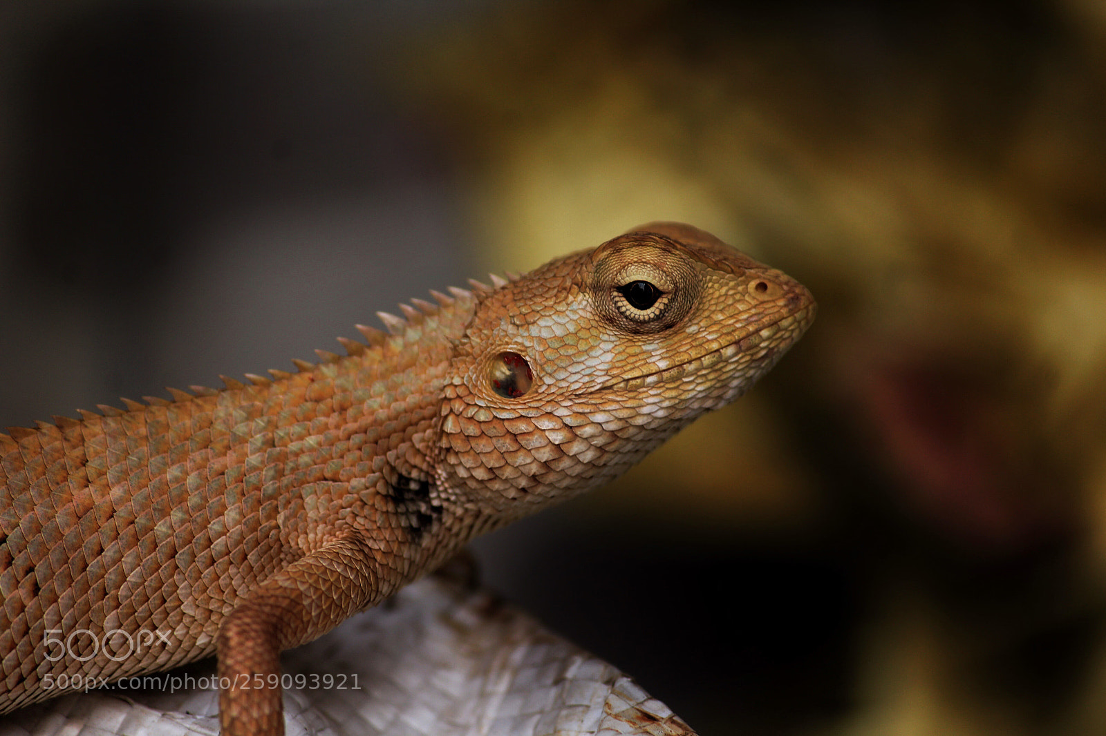 Canon EOS 1200D (EOS Rebel T5 / EOS Kiss X70 / EOS Hi) sample photo. Chameleon.... photography