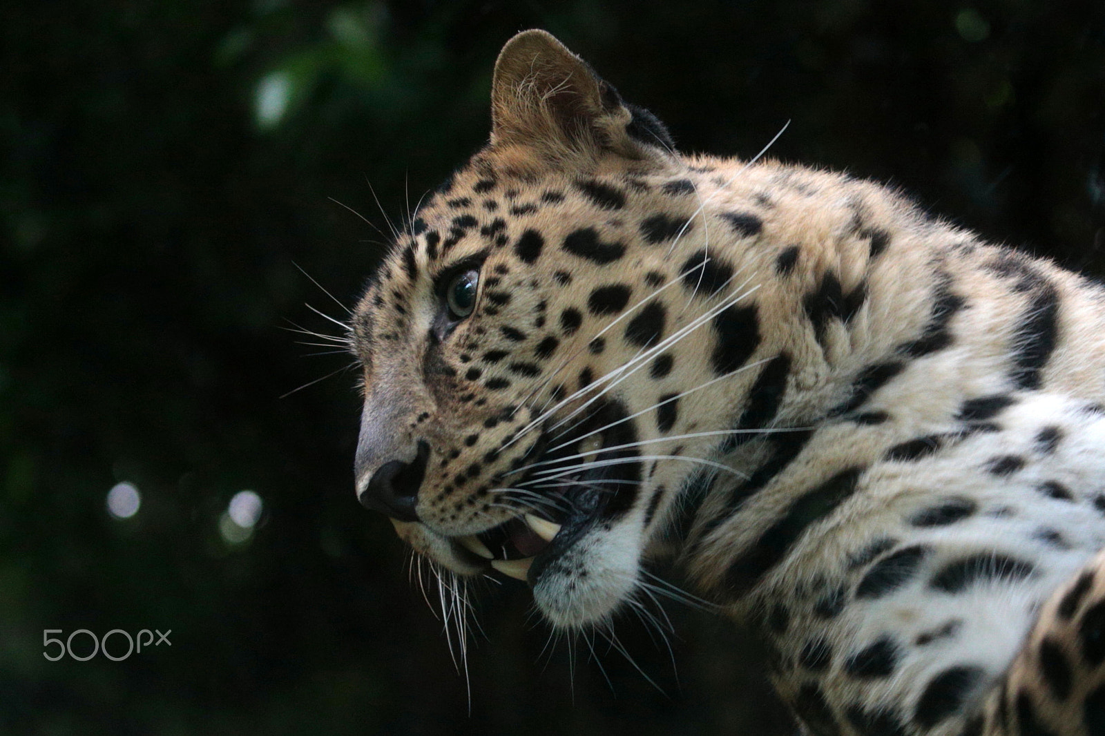 Canon EOS-1D X sample photo. Friends photography