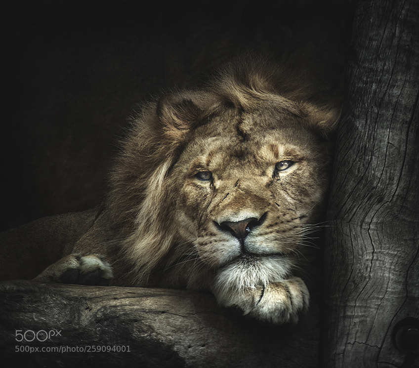 Nikon D4 sample photo. Young lion photography