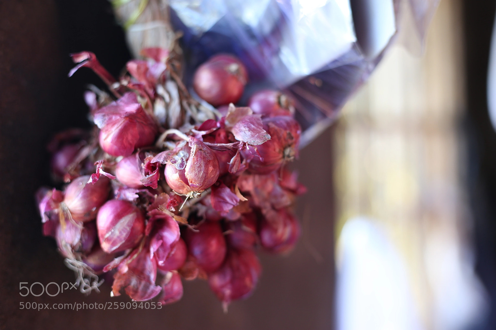 Canon EOS 6D + Canon EF 50mm F1.8 STM sample photo. Living germ in da photography