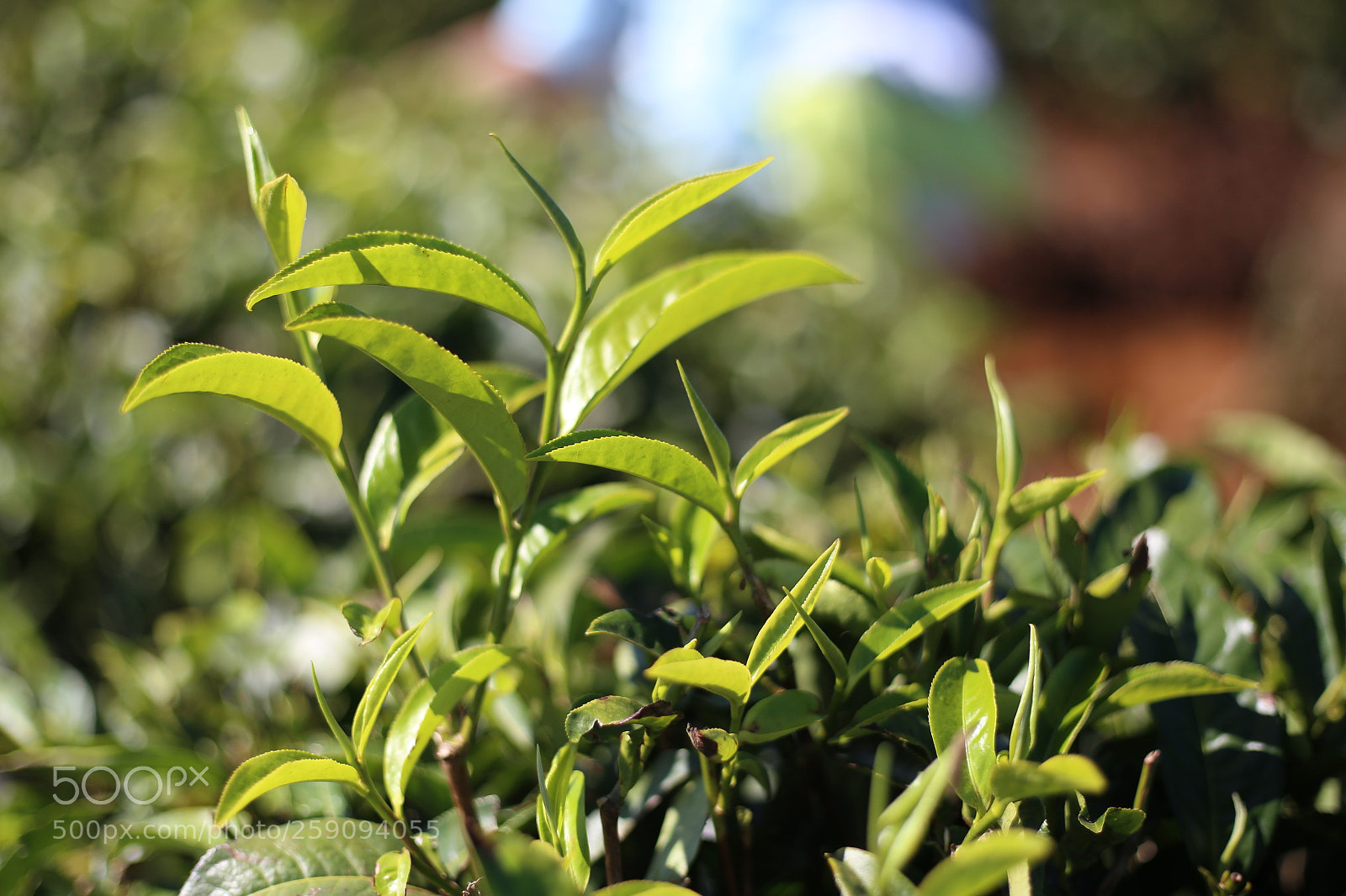 Canon EOS 6D + Canon EF 50mm F1.8 STM sample photo. Living germ in da photography