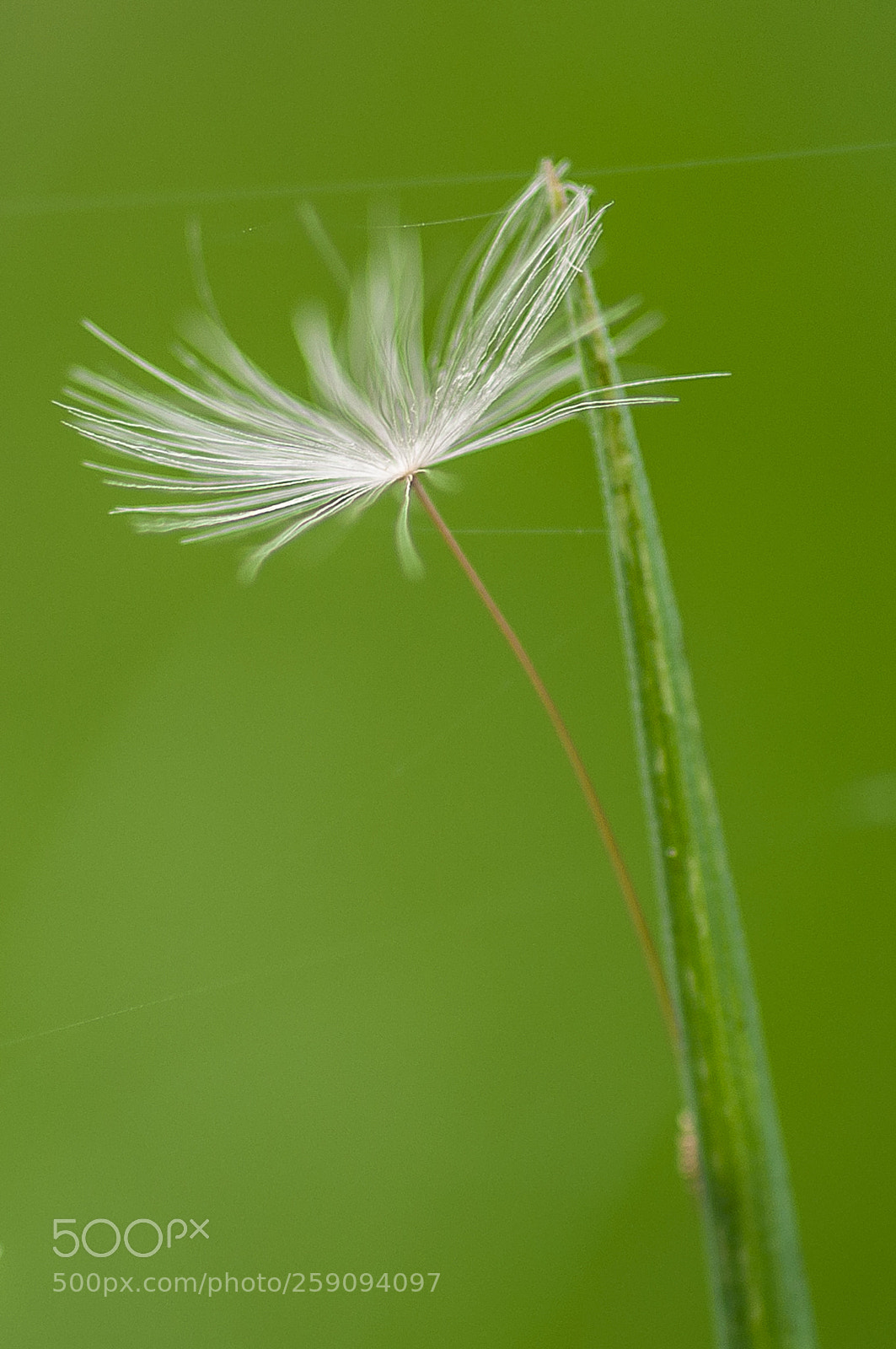 Nikon D90 sample photo. Denial photography