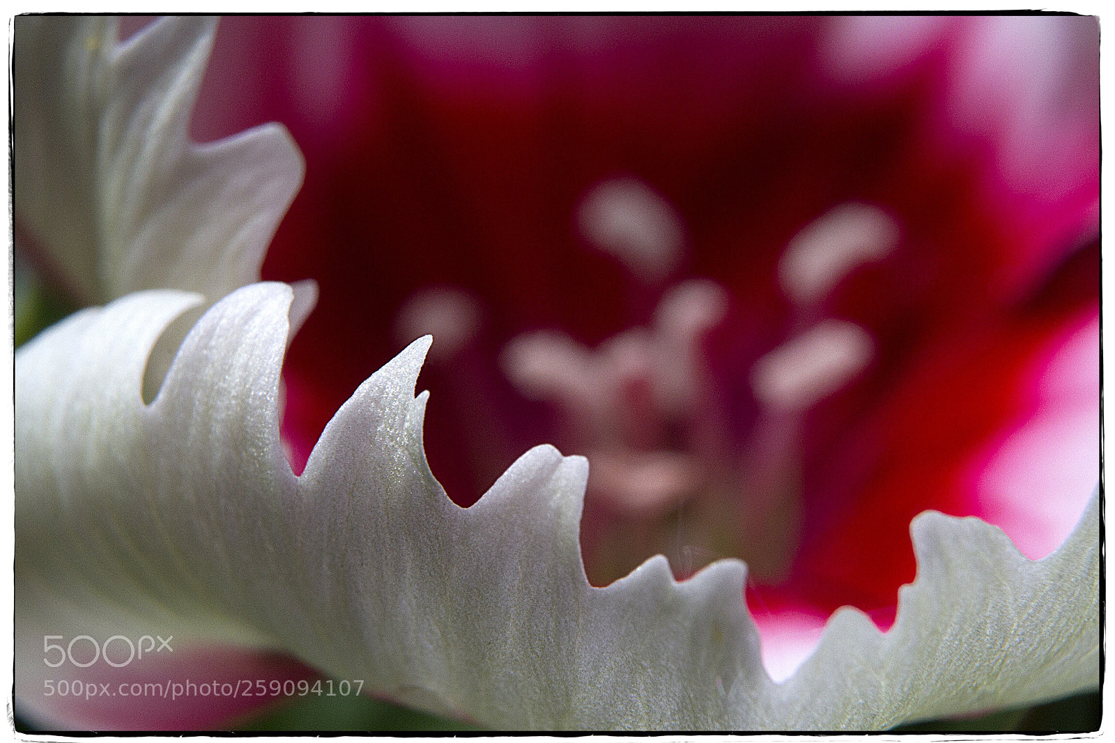 Canon EOS 7D sample photo. Dianthus peppermint flower macro 3. photography
