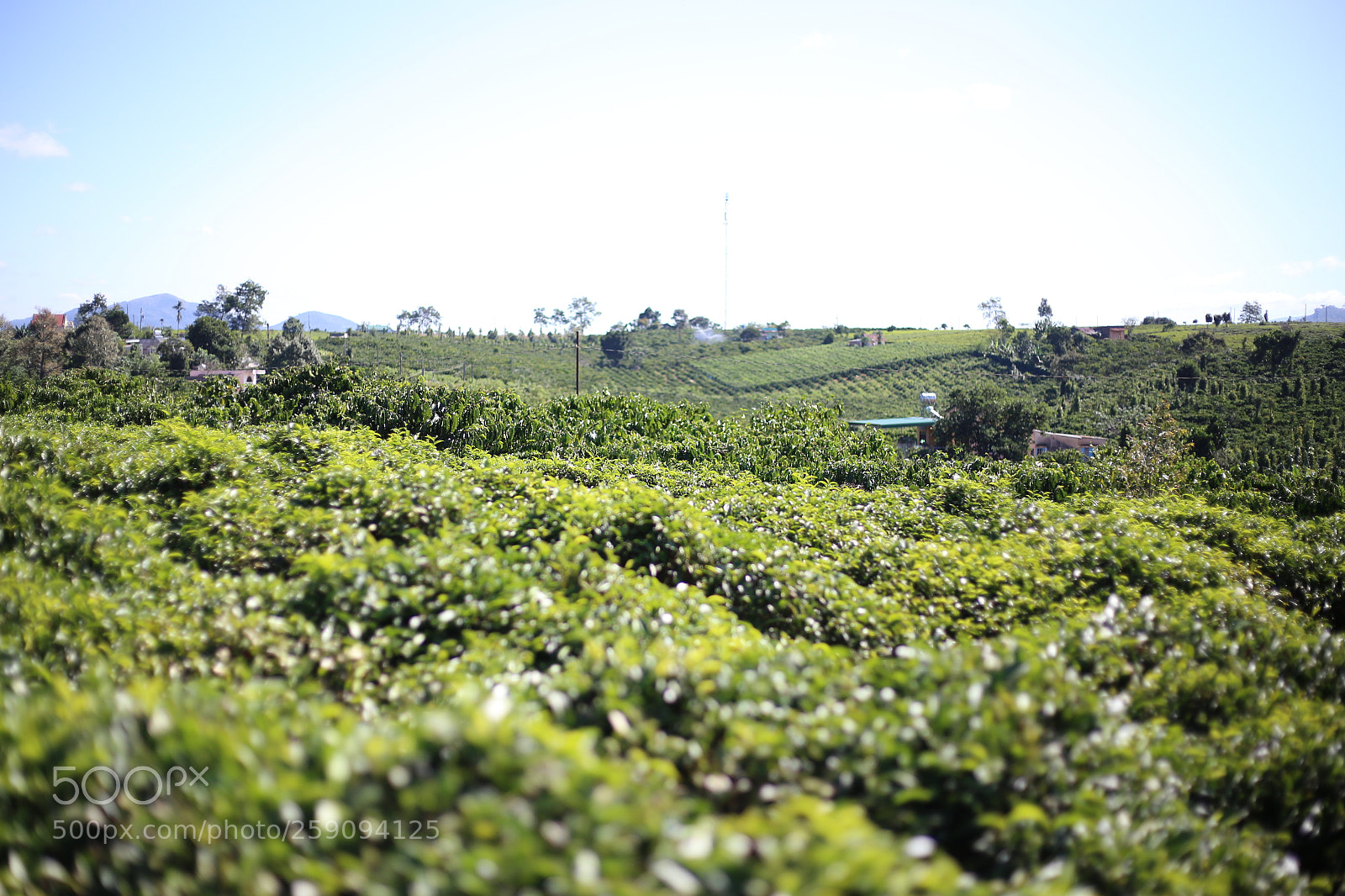 Canon EOS 6D + Canon EF 50mm F1.8 STM sample photo. Living germ in da photography