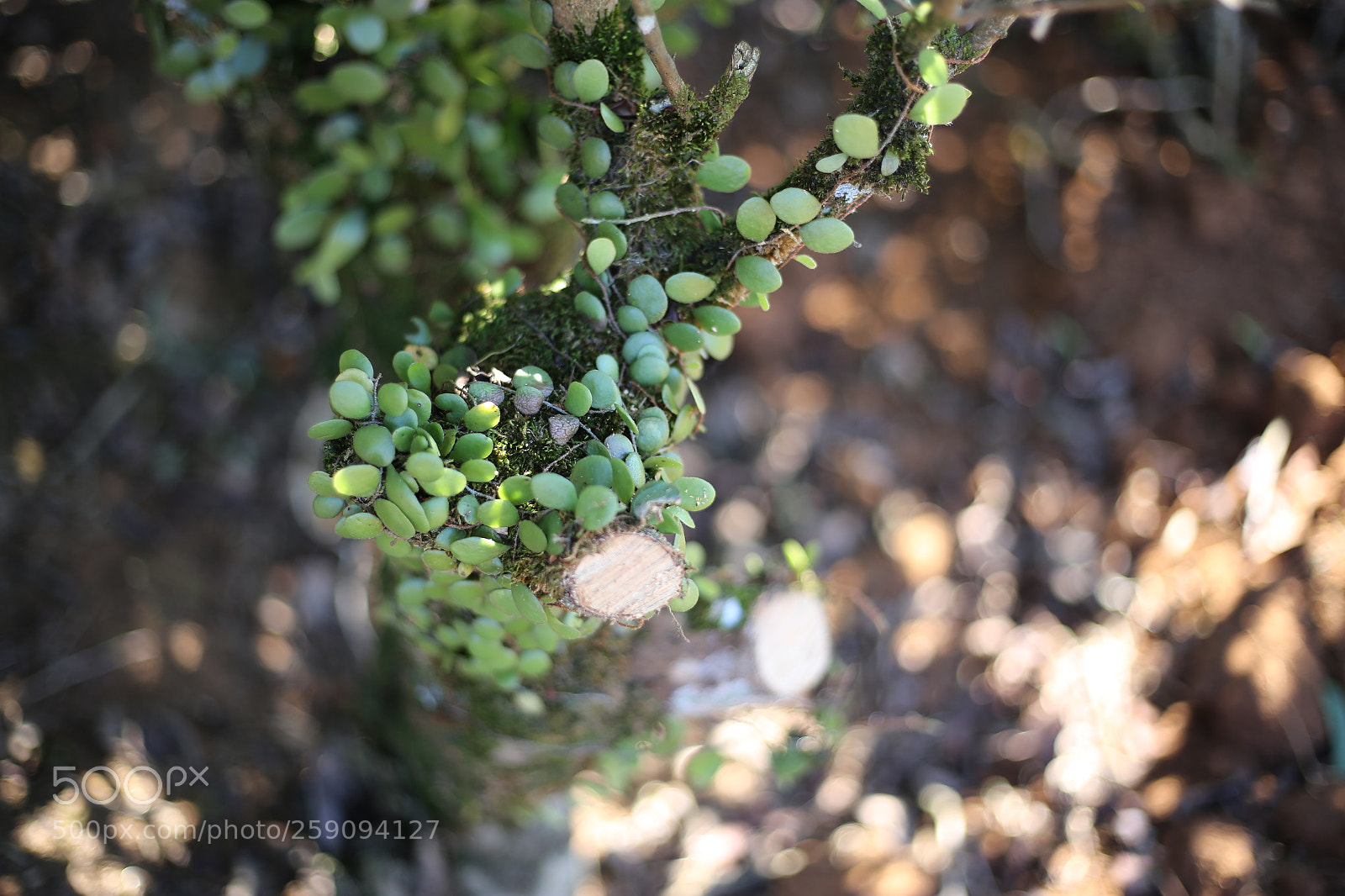 Canon EOS 6D + Canon EF 50mm F1.8 STM sample photo. Living germ in da photography