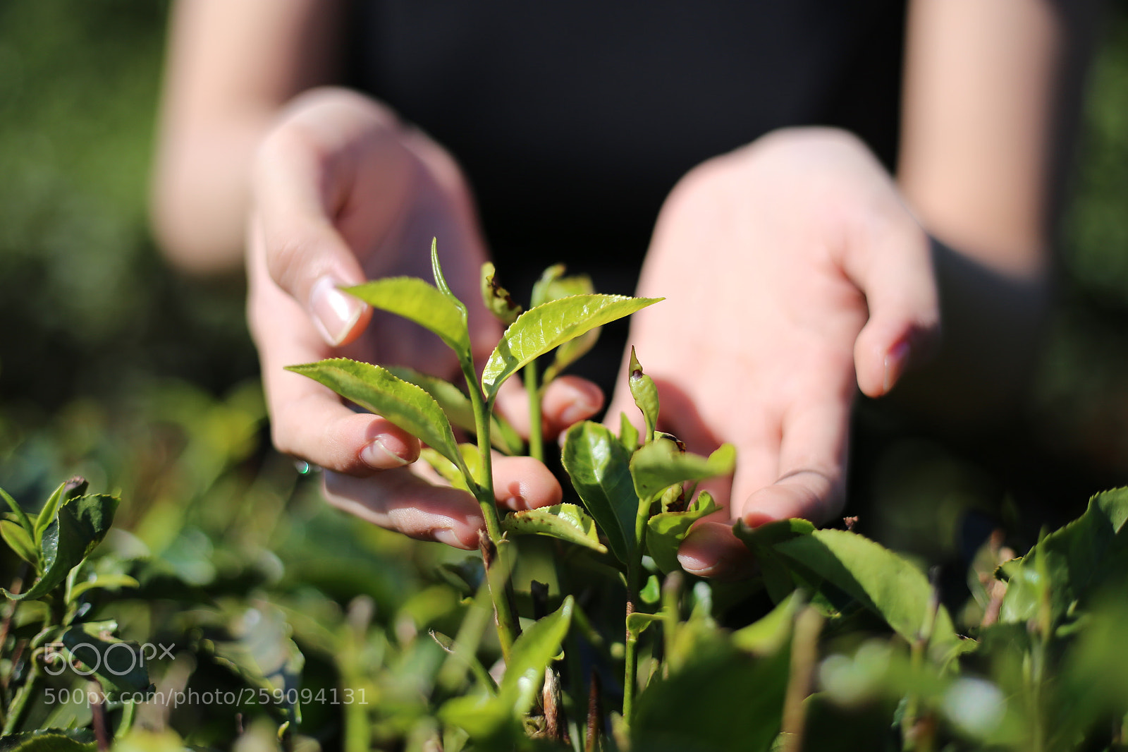 Canon EOS 6D + Canon EF 50mm F1.8 STM sample photo. Living germ in da photography