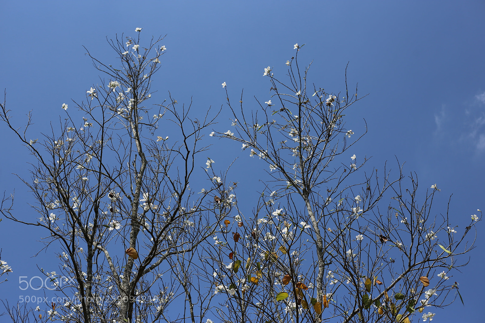 Canon EOS 6D + Canon EF 50mm F1.8 STM sample photo. Living germ in da photography
