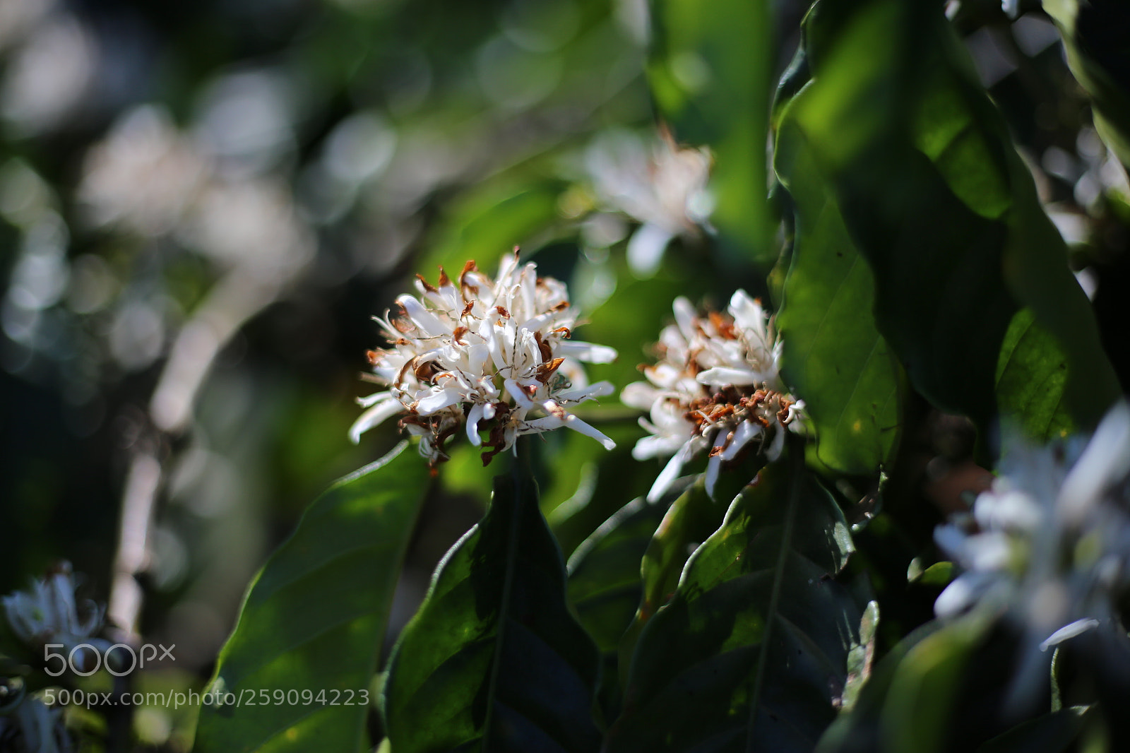 Canon EOS 6D + Canon EF 50mm F1.8 STM sample photo. Living germ in da photography