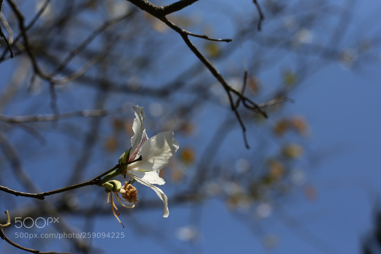 Canon EOS 6D + Canon EF 50mm F1.8 STM sample photo. Living germ in da photography