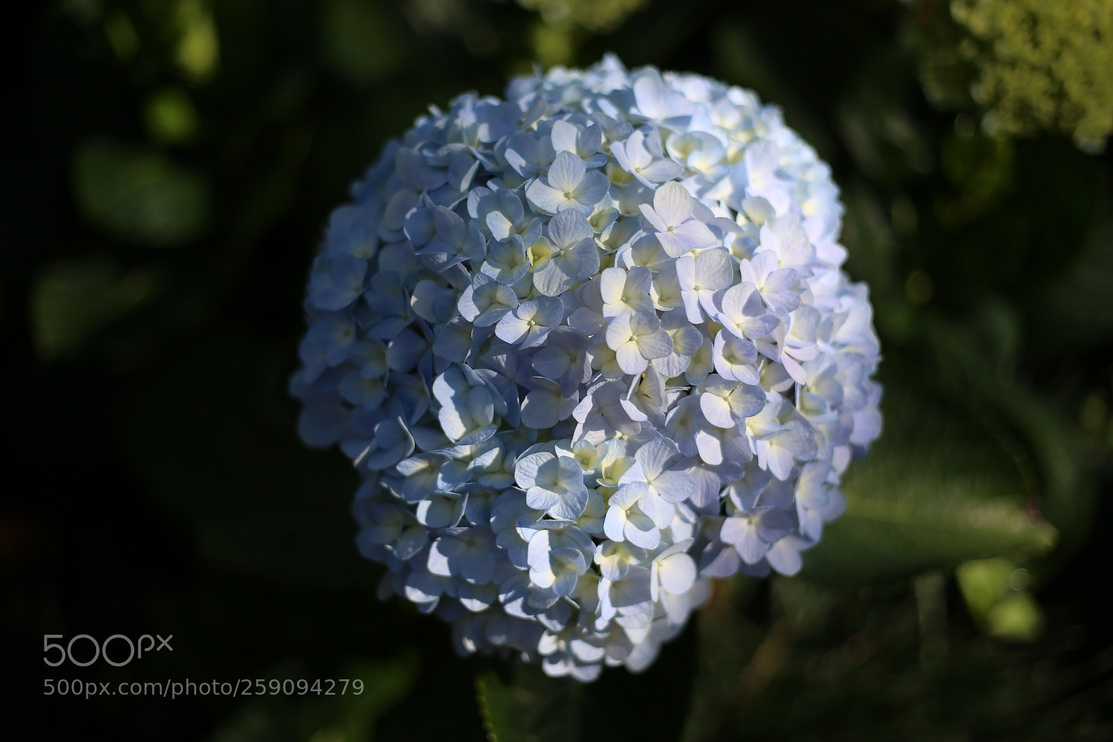 Canon EOS 6D + Canon EF 50mm F1.8 STM sample photo. Living germ in da photography