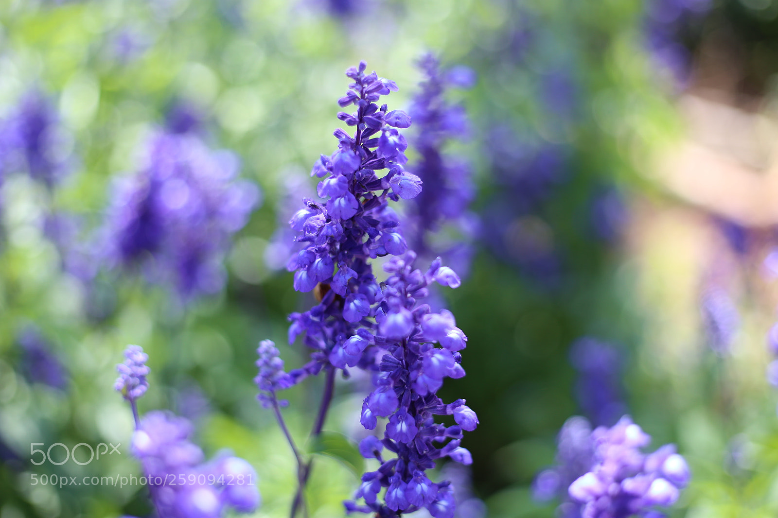 Canon EOS 6D + Canon EF 50mm F1.8 STM sample photo. Living germ in da photography