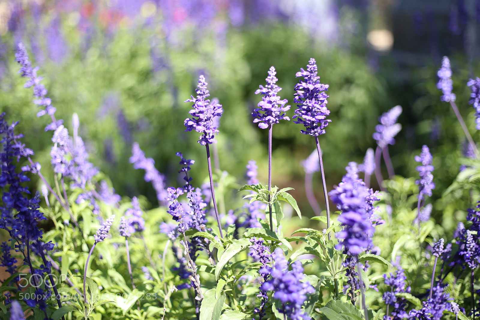 Canon EOS 6D + Canon EF 50mm F1.8 STM sample photo. Living germ in da photography