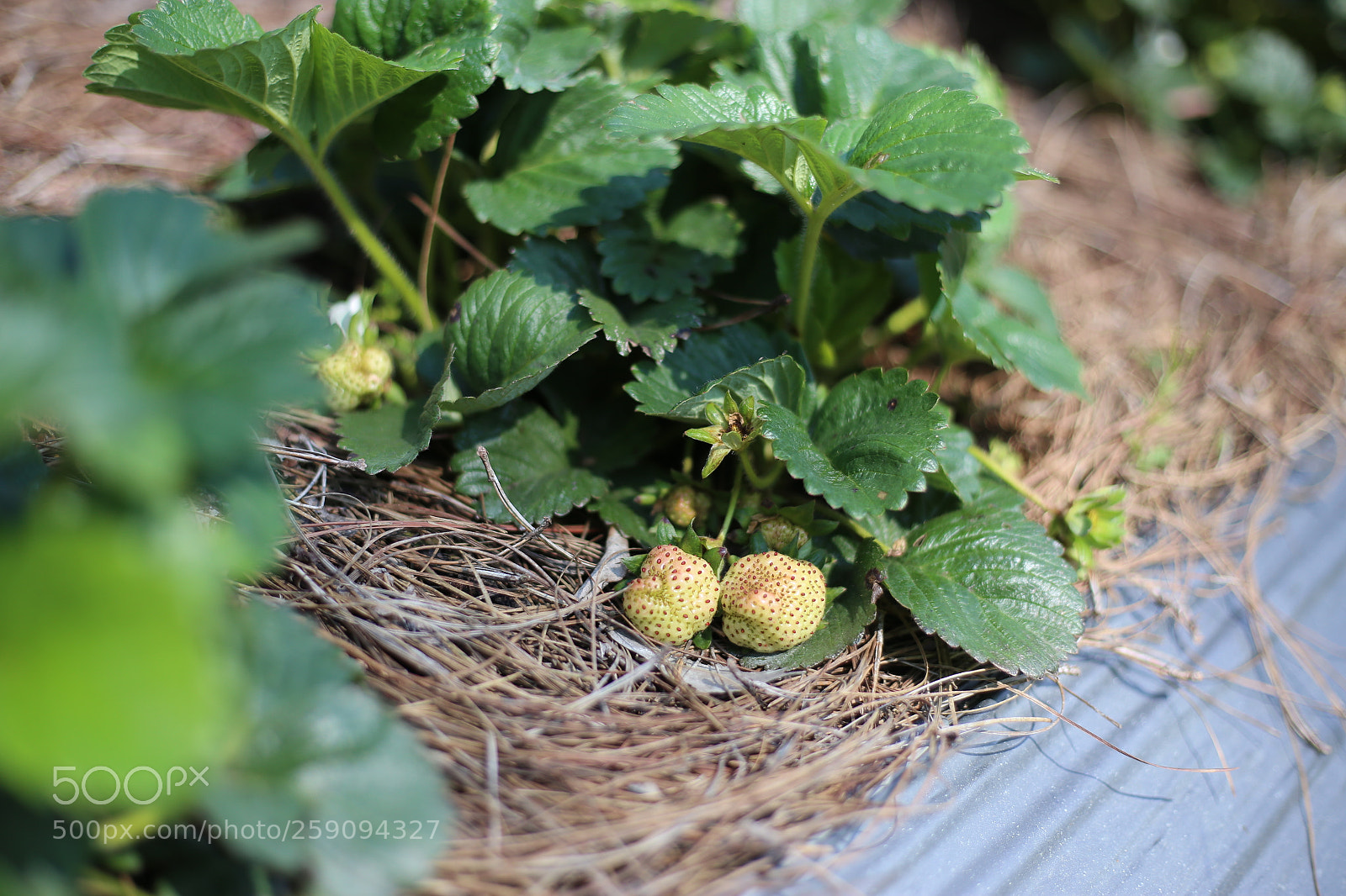 Canon EOS 6D + Canon EF 50mm F1.8 STM sample photo. Living germ in da photography