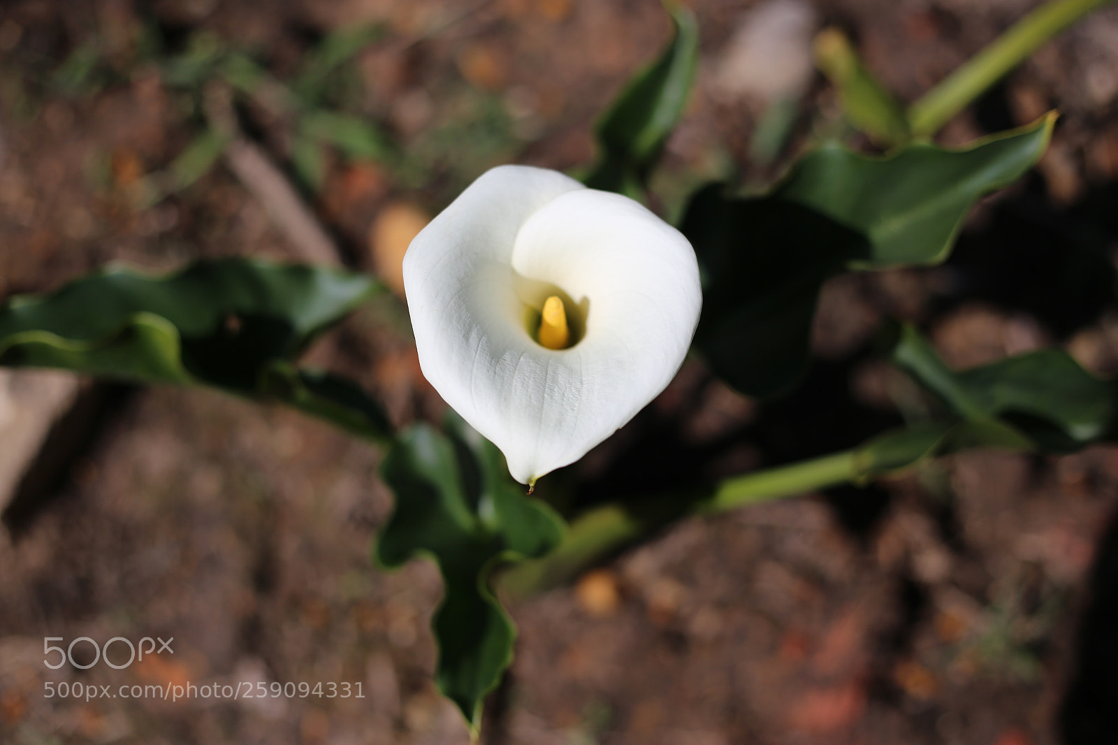 Canon EOS 6D + Canon EF 50mm F1.8 STM sample photo. Living germ in da photography