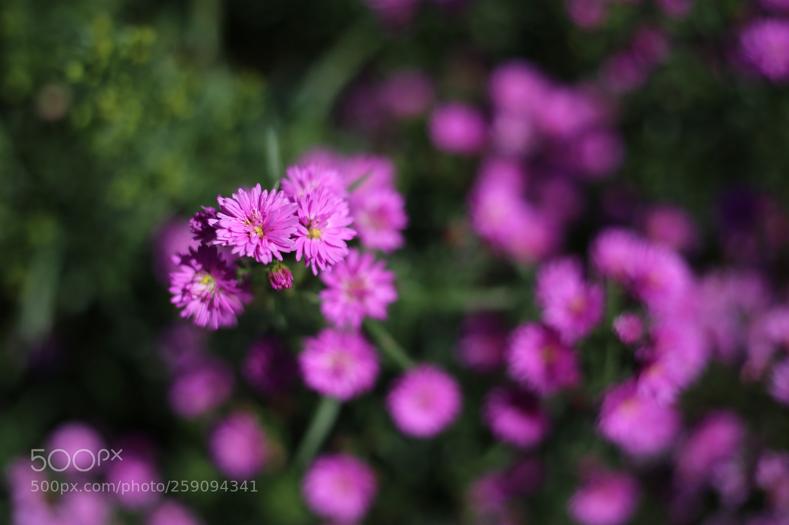 Canon EOS 6D + Canon EF 50mm F1.8 STM sample photo. Living germ in da photography