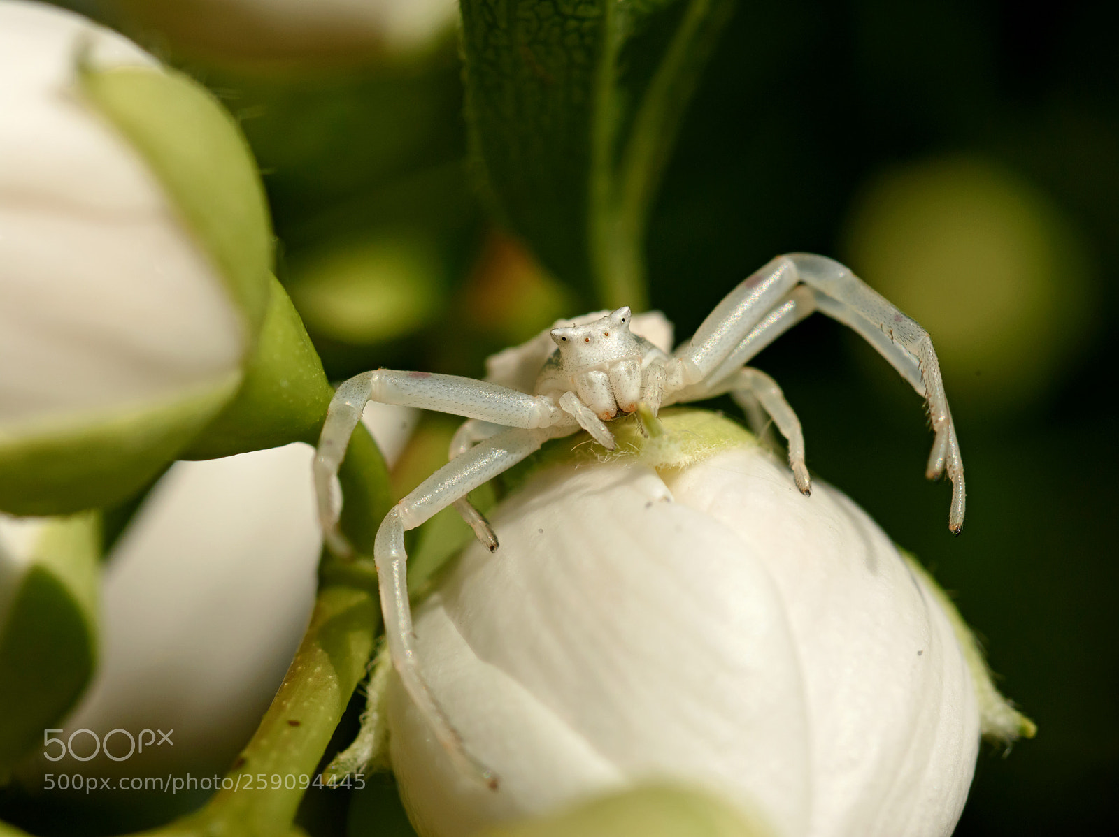 Nikon D7200 sample photo. Blanc c'est blanc photography