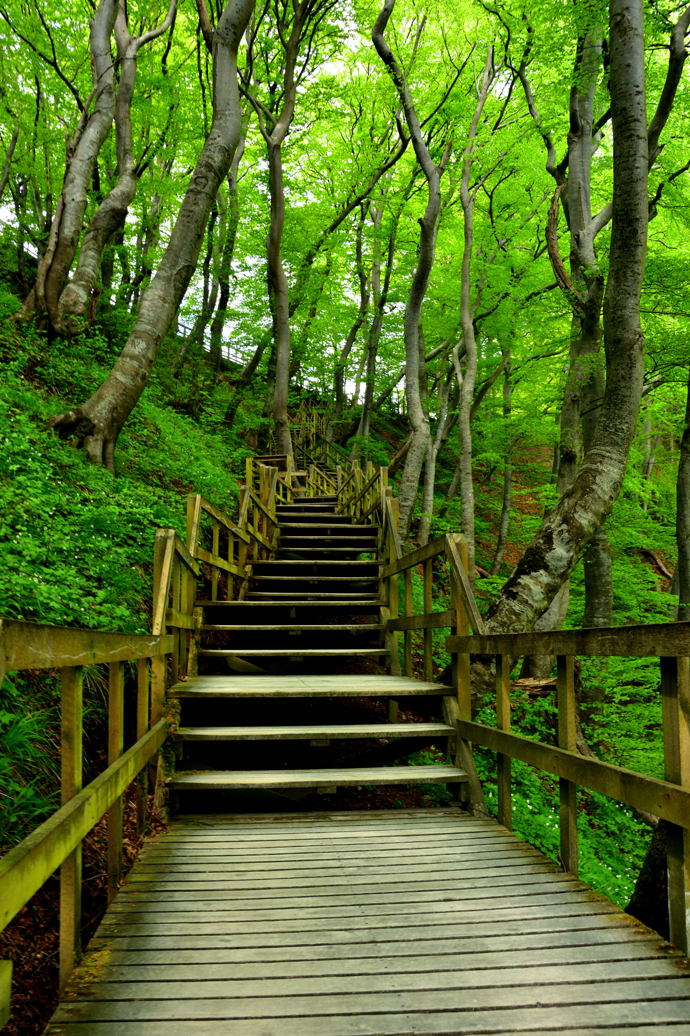 Nikon D7200 sample photo. Denmark - longest stairway photography