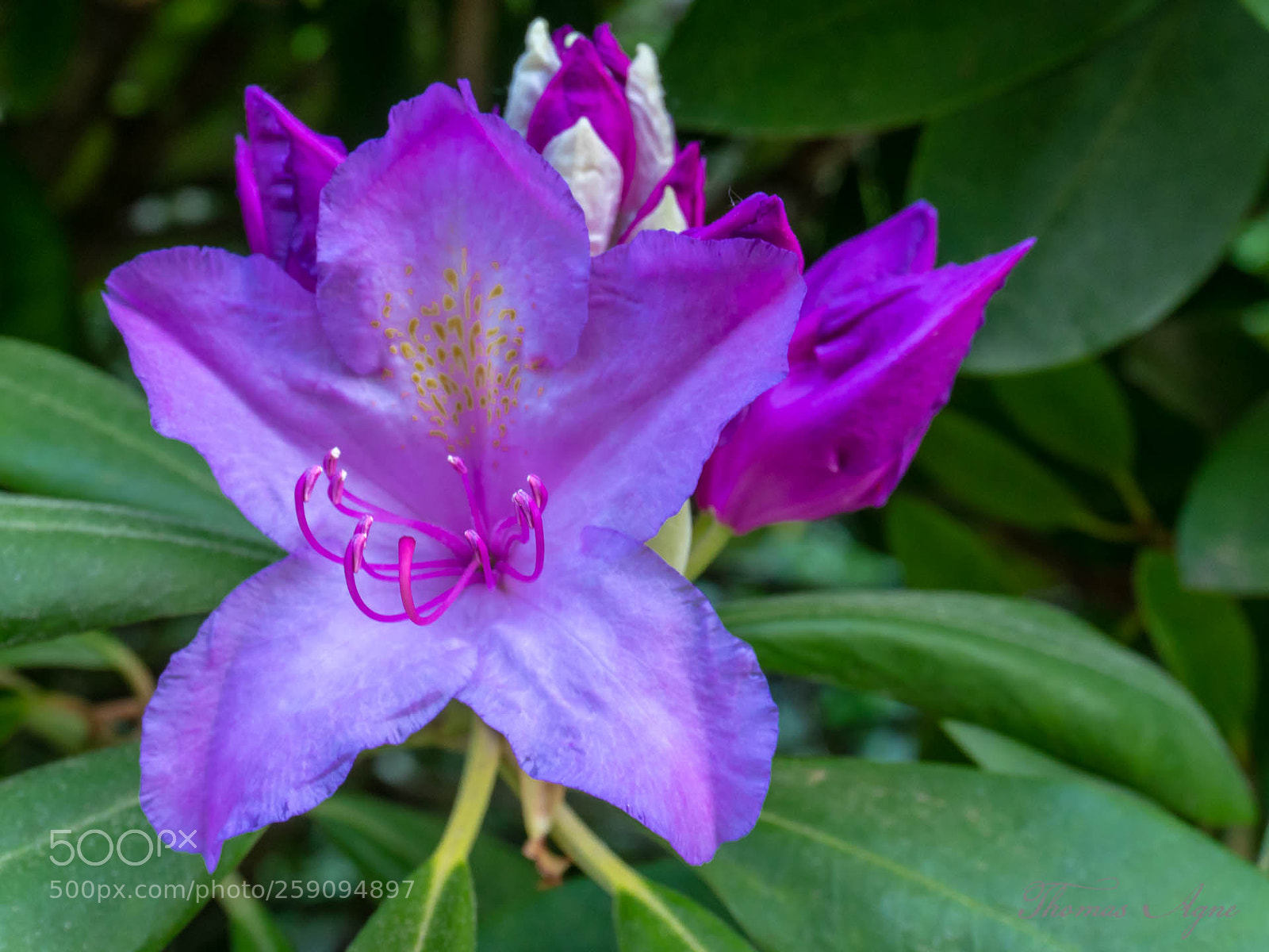 Sony a6300 sample photo. Azalea 2 photography