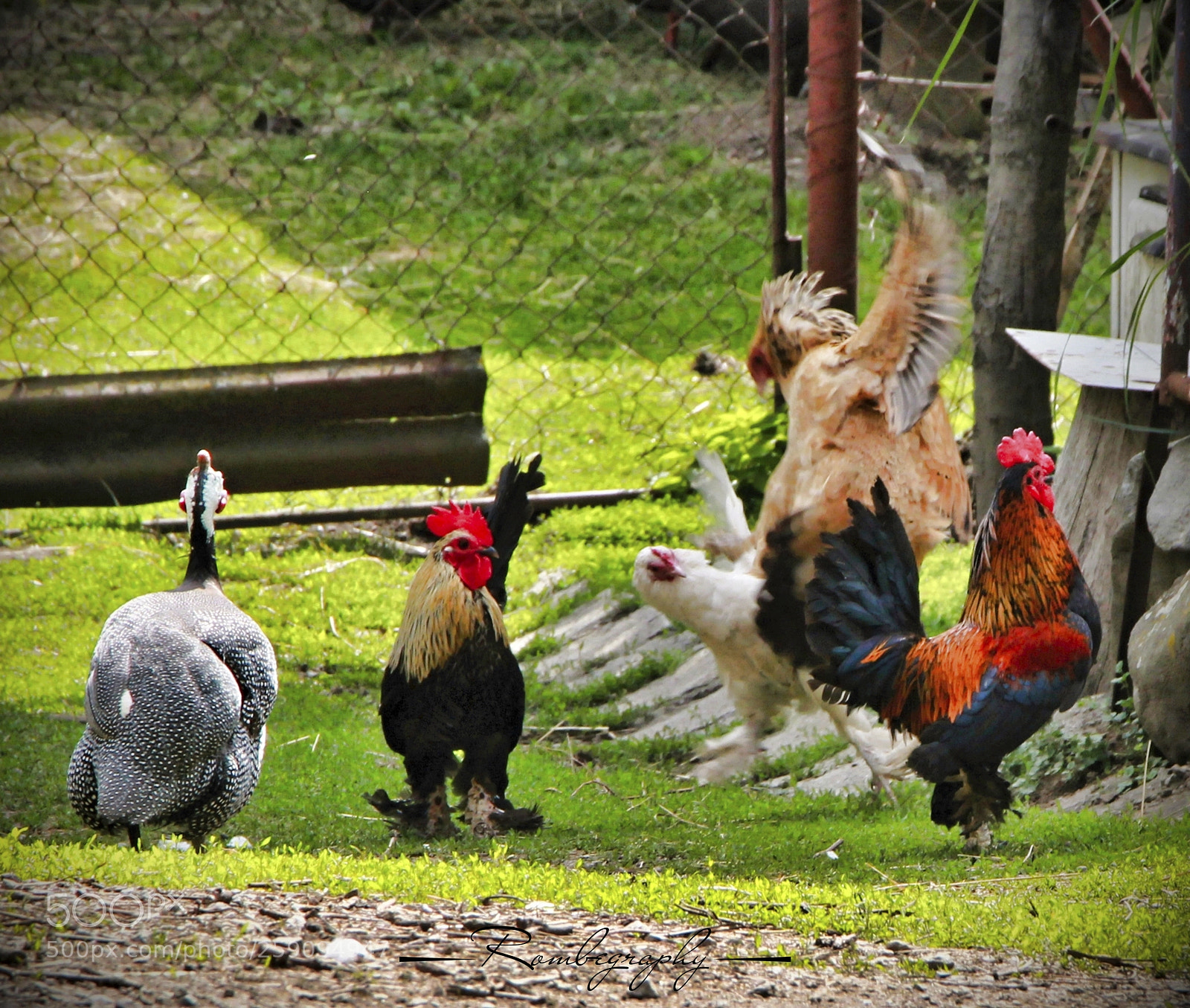 Canon EOS 600D (Rebel EOS T3i / EOS Kiss X5) sample photo. Chickens fight photography
