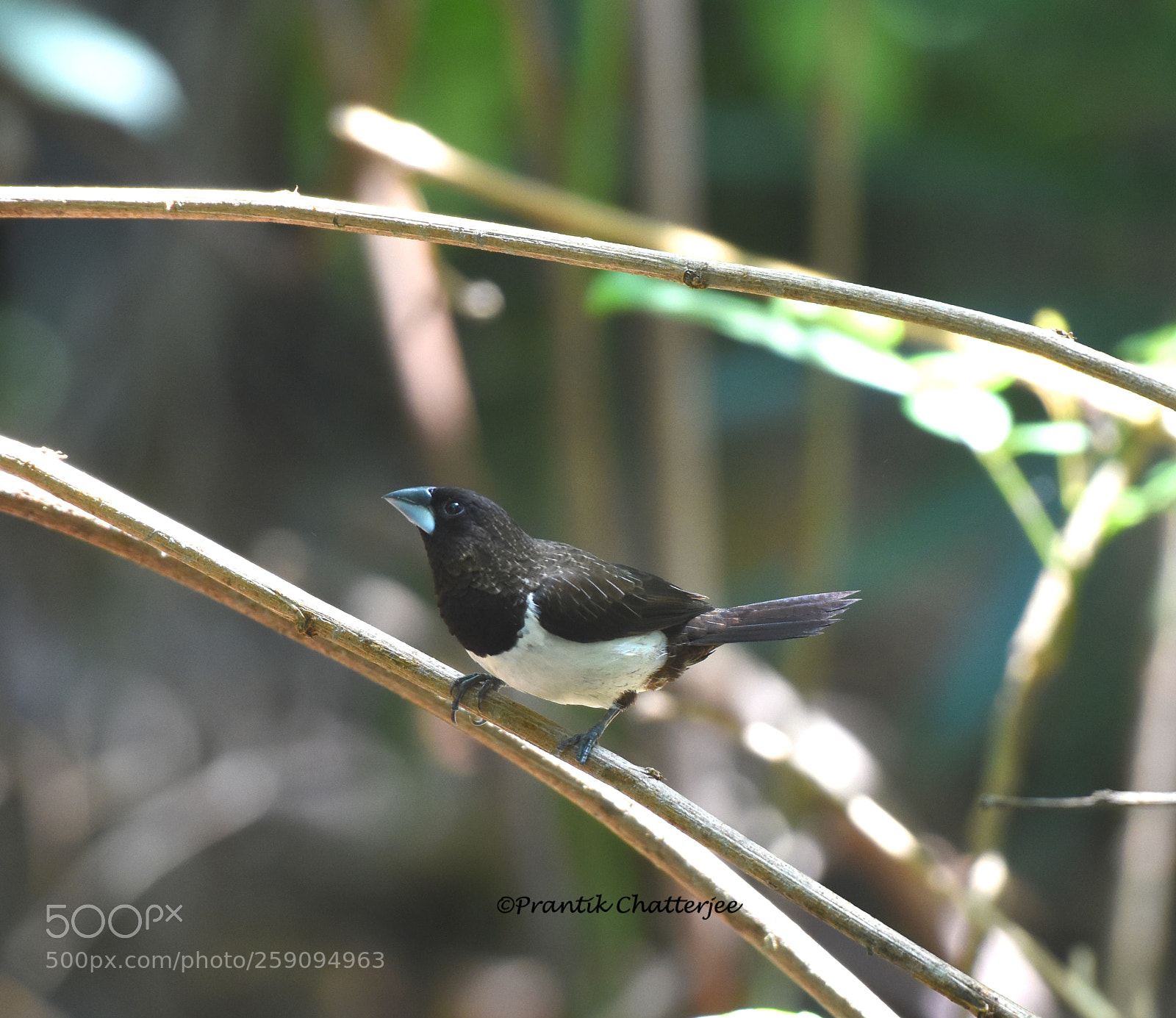 Nikon D7200 sample photo. White rumped munia photography