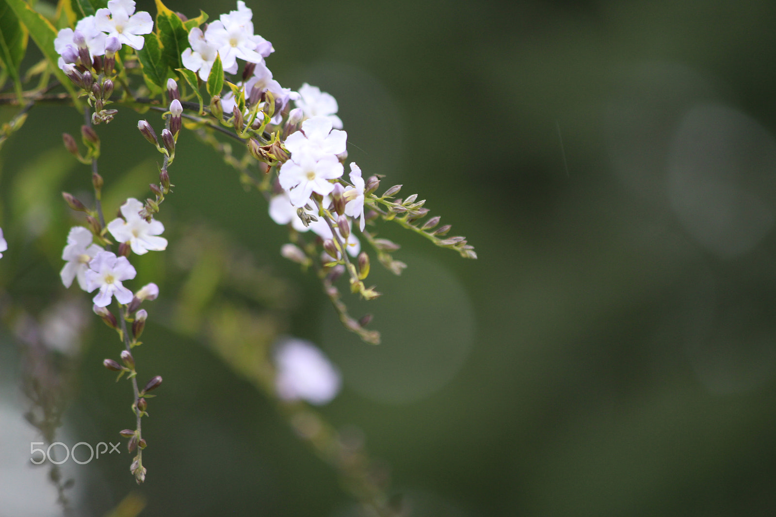 Canon EF-S 55-250mm F4-5.6 IS sample photo. Img photography