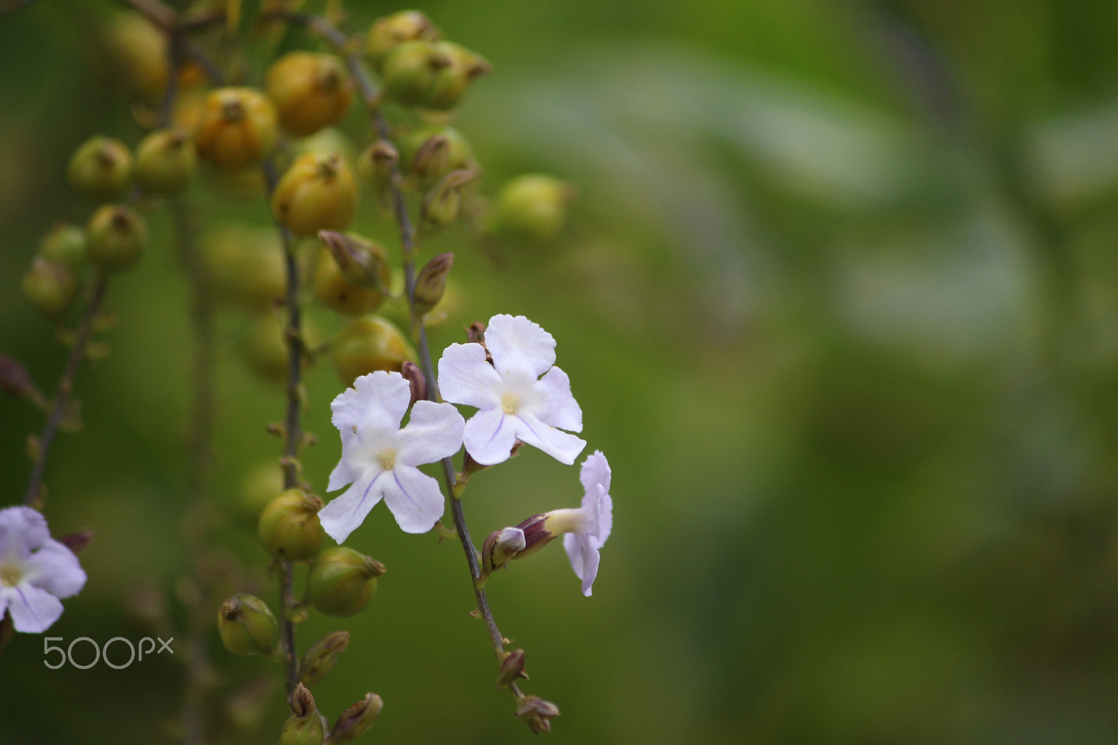 Canon EF-S 55-250mm F4-5.6 IS sample photo. Img photography