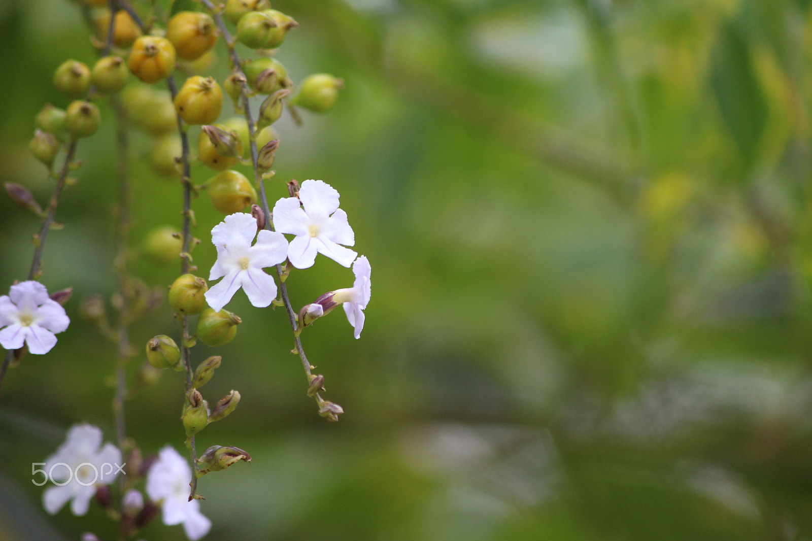 Canon EF-S 55-250mm F4-5.6 IS sample photo. Img photography