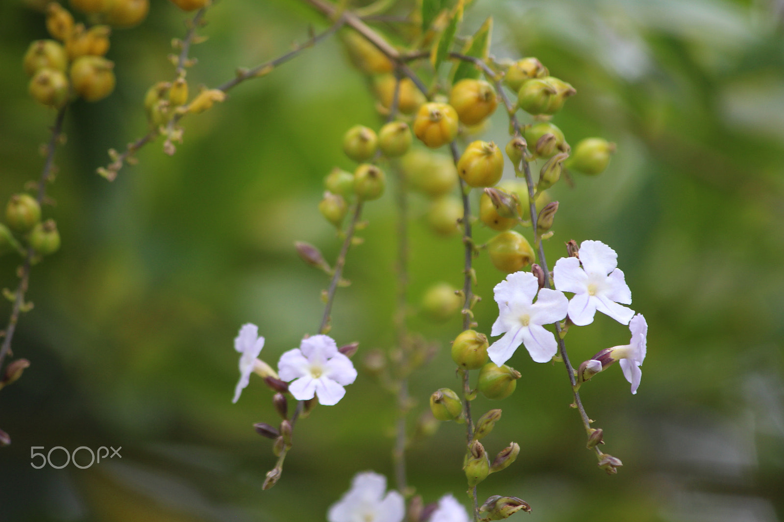 Canon EF-S 55-250mm F4-5.6 IS sample photo. Img photography