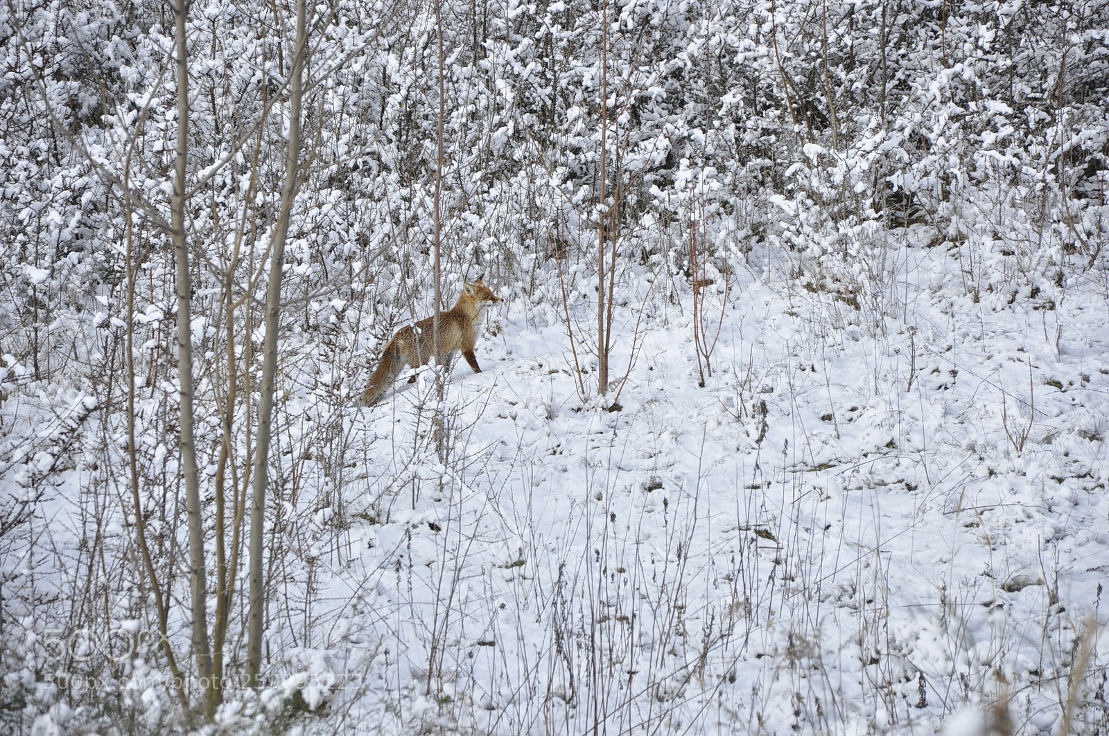 Nikon D90 sample photo. I've got you... photography