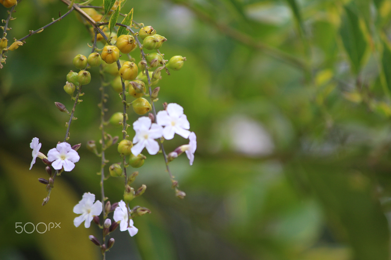 Canon EF-S 55-250mm F4-5.6 IS sample photo. Img photography