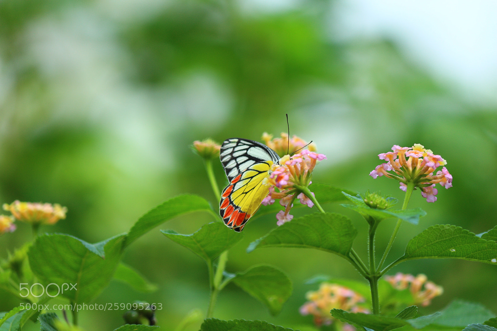 Canon EF-S 55-250mm F4-5.6 IS II sample photo. Img photography