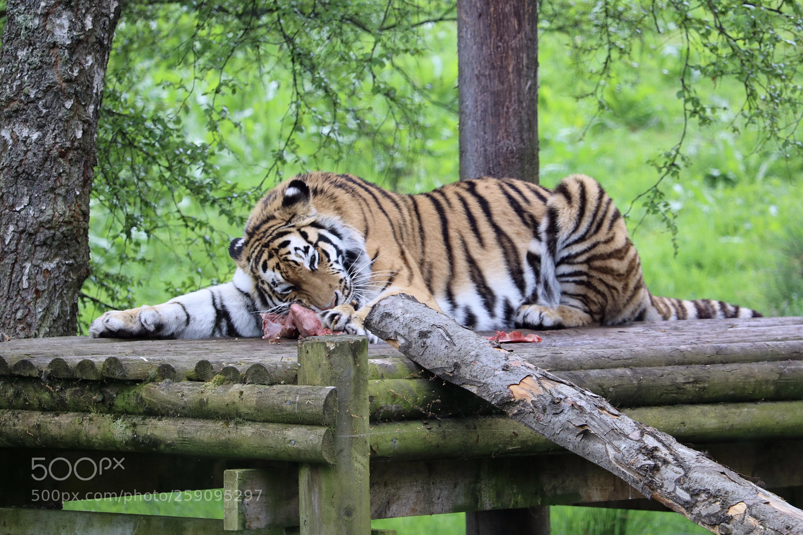 Canon EOS 750D (EOS Rebel T6i / EOS Kiss X8i) sample photo. Dominika - amur tiger photography