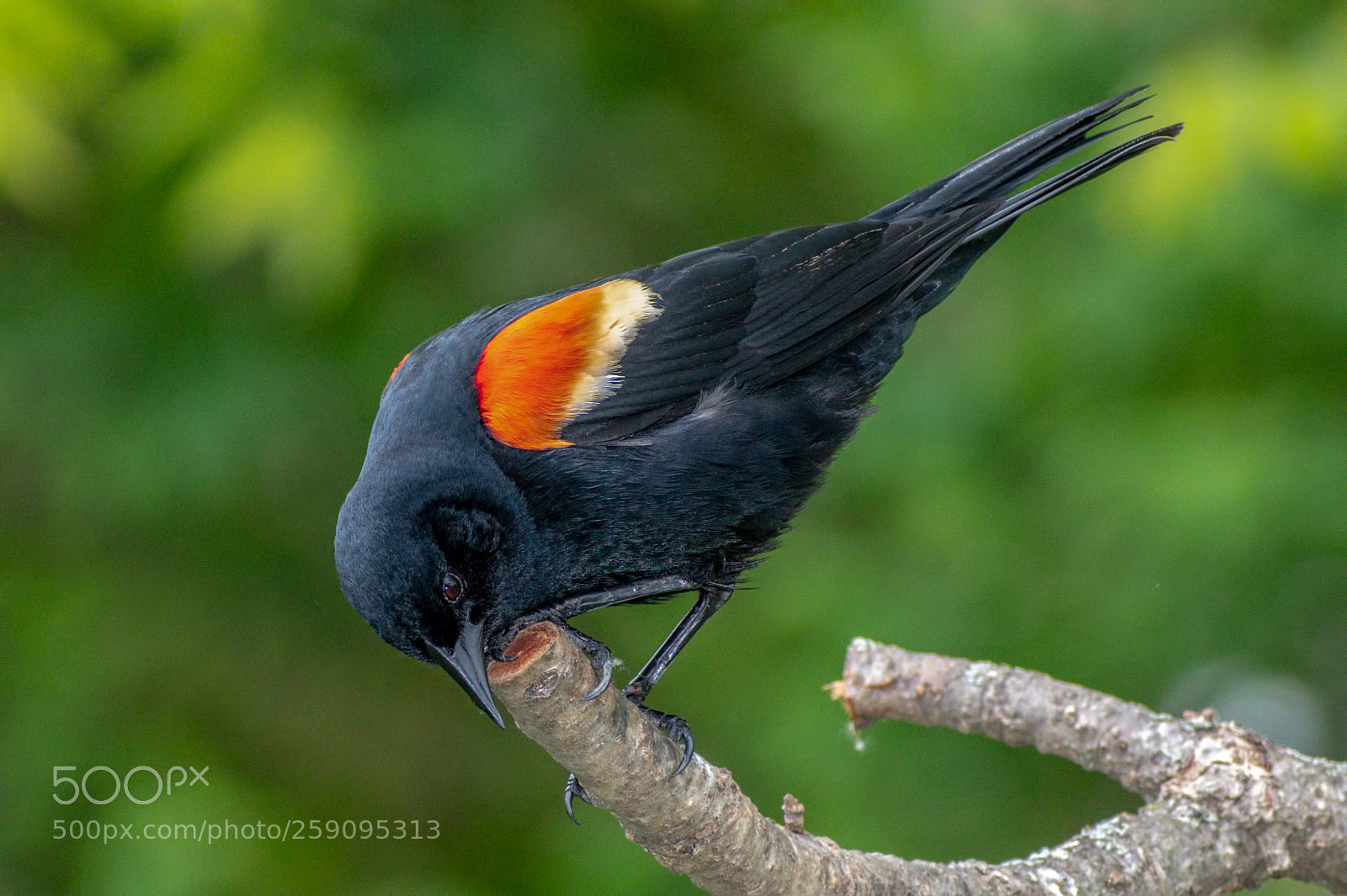 Nikon D850 sample photo. Red winged blackbird photography