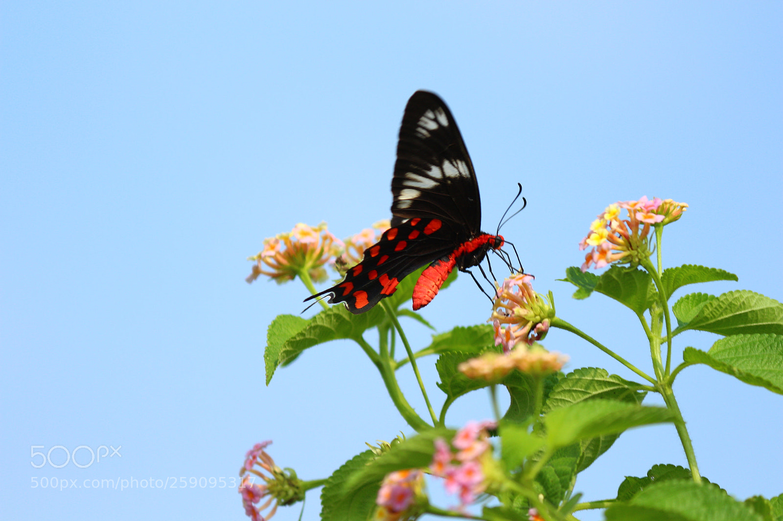 Canon EF-S 55-250mm F4-5.6 IS II sample photo. Img photography