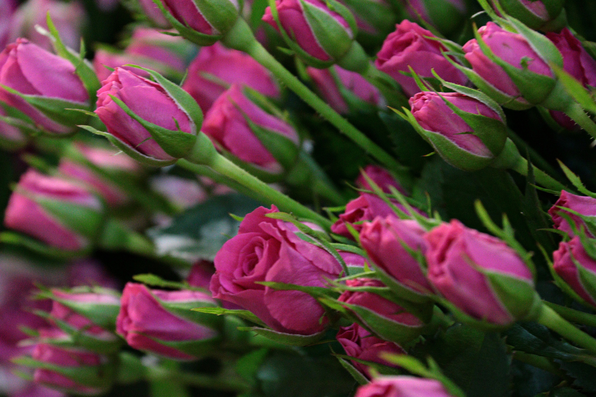 Canon EF-S 18-200mm F3.5-5.6 IS sample photo. Img photography
