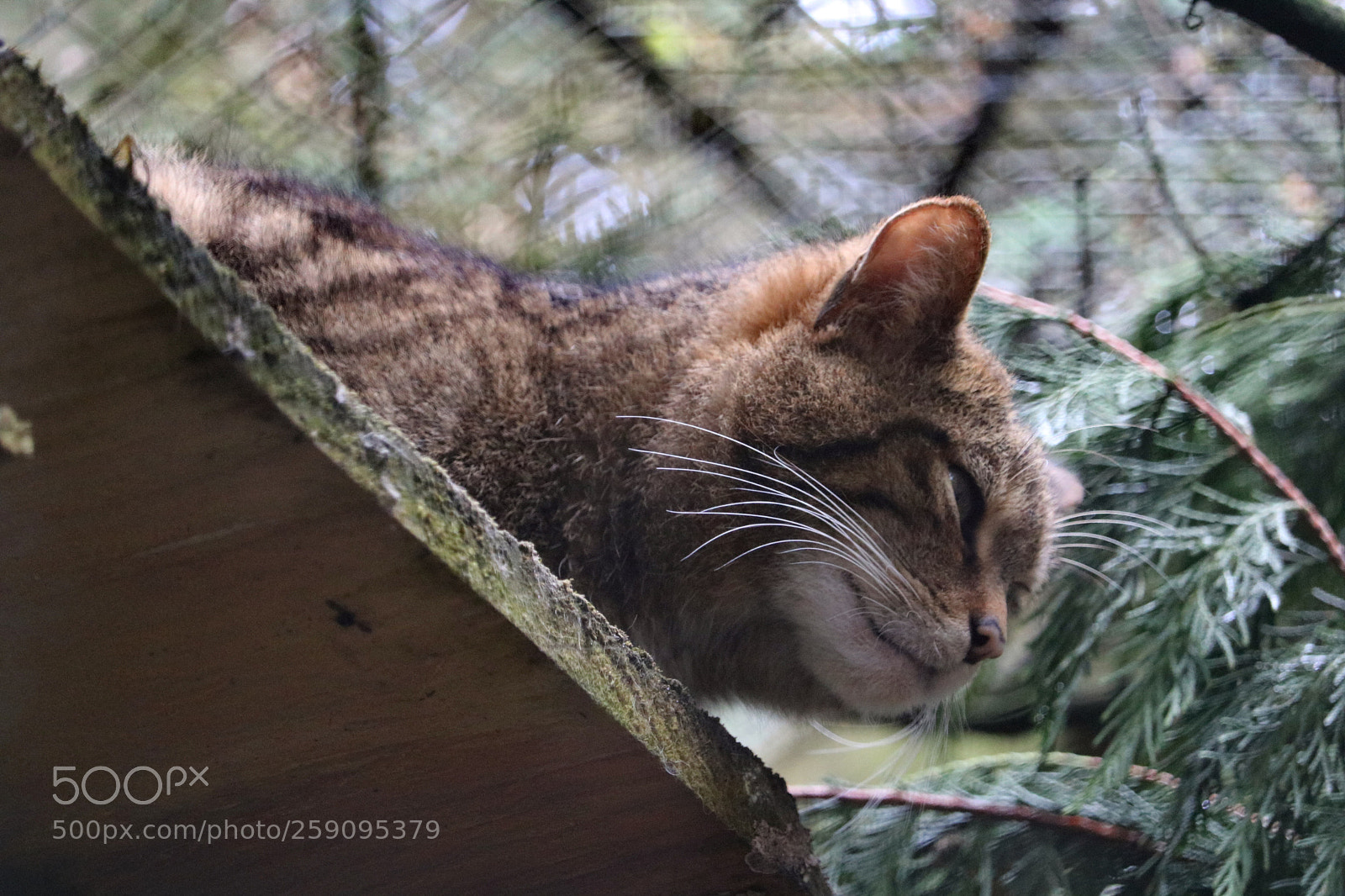 Canon EOS 750D (EOS Rebel T6i / EOS Kiss X8i) sample photo. Scottish wildcat photography